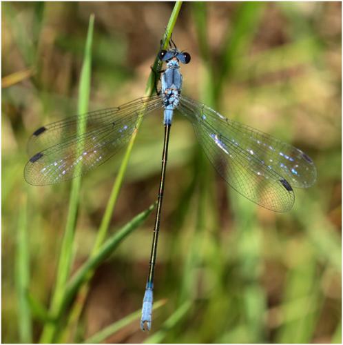 Réf. 165 417 : Lestes macrostigma