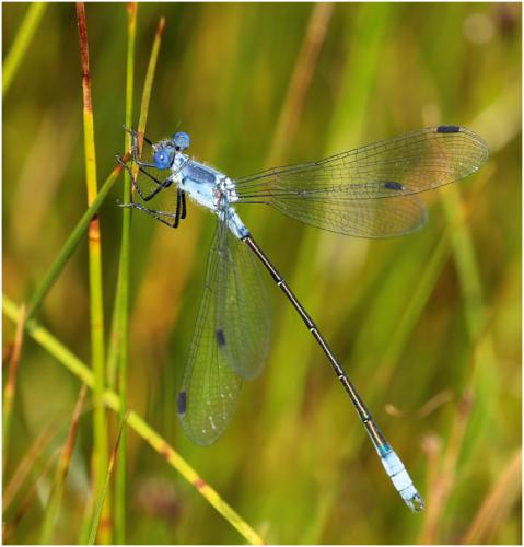 Réf. 165 418 : Lestes macrostigma