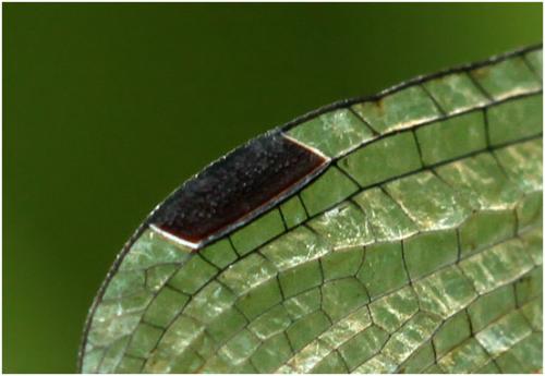 Réf. 165 420 : Lestes macrostigma