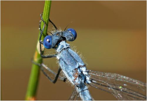 Réf. 165 419 : Lestes macrostigma