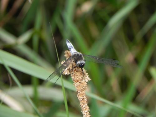 Réf. 165 981 : Libellula fulva
