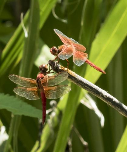 Réf. 165 642 : Libellula sp.