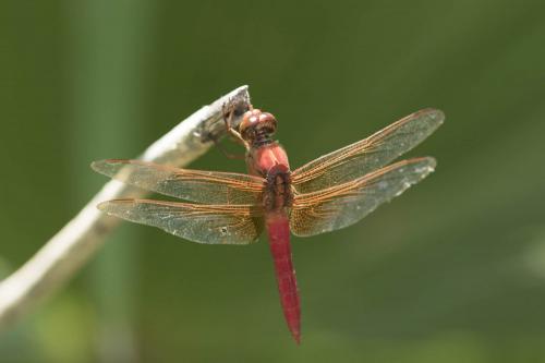 Libellula croceipennis