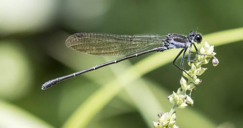 Argia tezpi