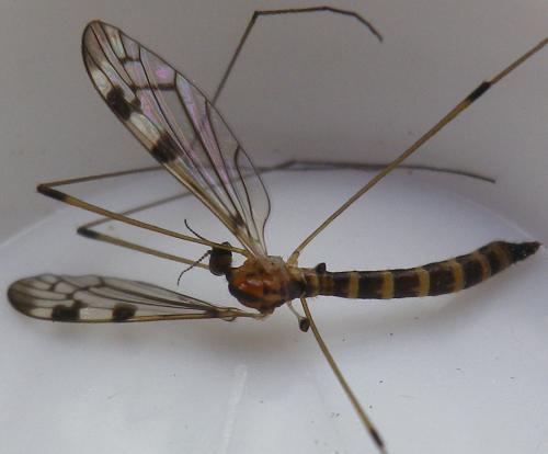 Dicranomyia lucida