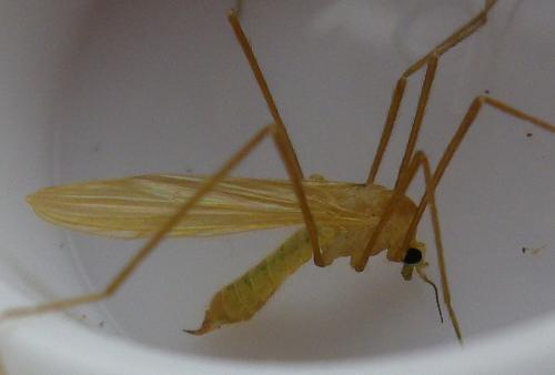 Molophilus sp.
