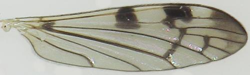 Réf. 165 170 : Dicranomyia lucida