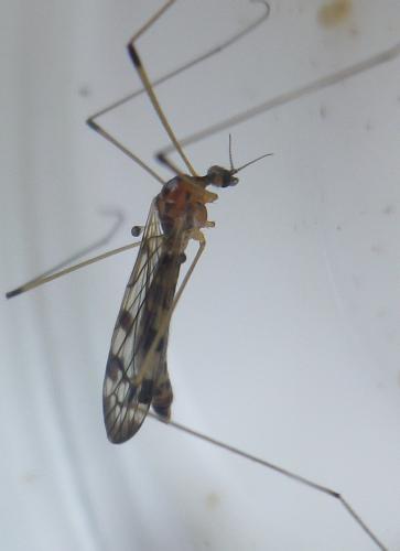 Dicranomyia lucida