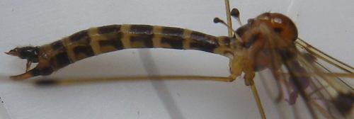 Dicranomyia lucida
