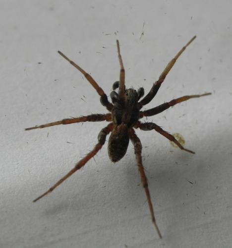 Réf. 165 315 : Xerolycosa sp.