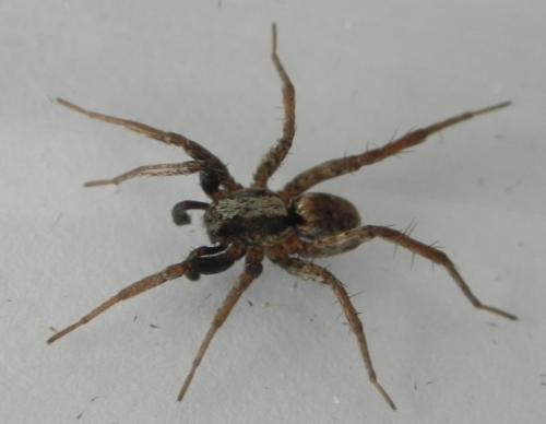 Xerolycosa sp.