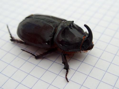Réf. 165 567 : Oryctes nasicornis