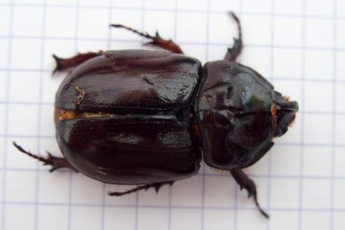 Réf. 165 568 : Oryctes nasicornis