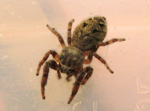 Macaroeris nidicolens