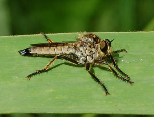 Eutolmus rufibarbis