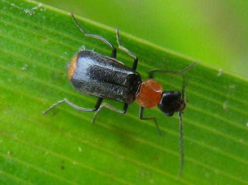 Axinotarsus ruficollis