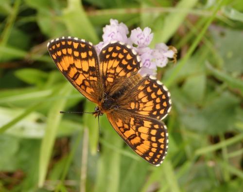 Melitaea athalia