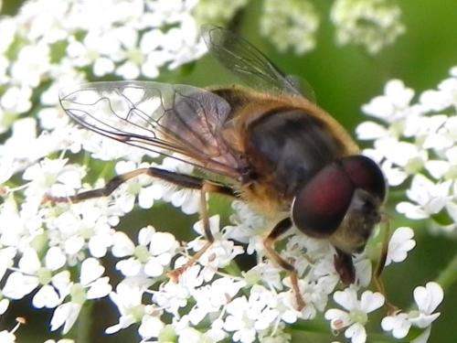 Réf. 165 298 : Eristalis pertinax