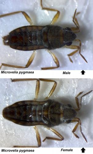 Réf. 165 739 : Microvelia pygmaea