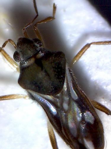 Réf. 165 741 : Microvelia pygmaea