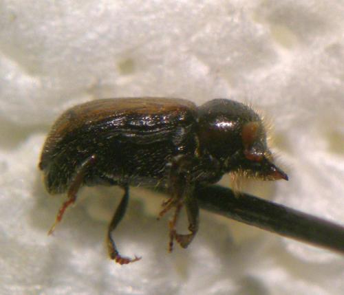 Réf. 165 888 : Trypodendron domesticum