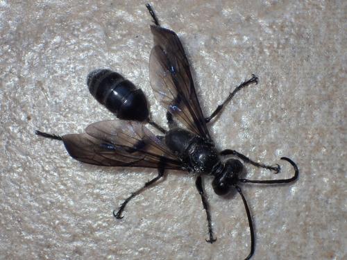 Réf. 165 424 : Isodontia mexicana