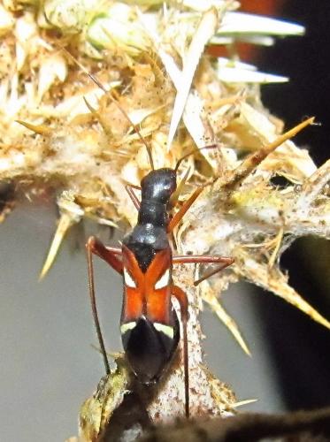 Camponotidea saundersi