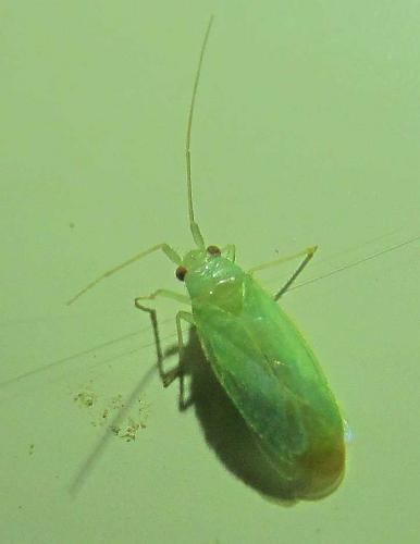 Réf. 165 202 : Brachynotocoris cyprius cyprius