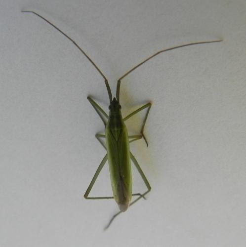 Réf. 165 485 : Megaloceroea recticornis
