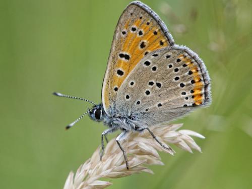 Lycaena hippothoe