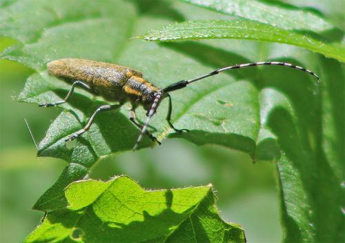 Réf. 165 033 : Agapanthia villosoviridescens