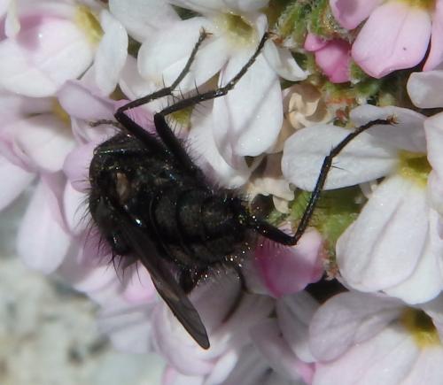 Alliopsis sp.