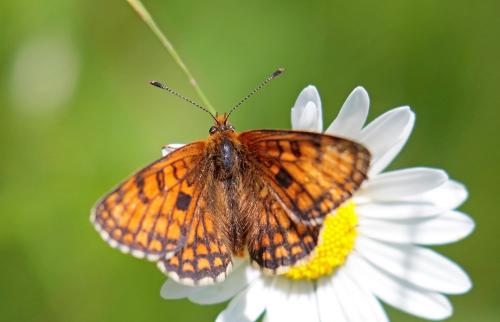 Melitaea parthenoides