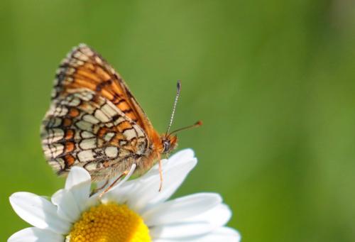 Melitaea parthenoides