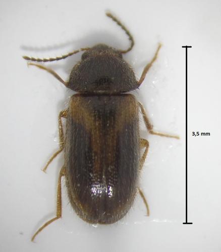 Réf. 165 633 : Stereophilus filicornis