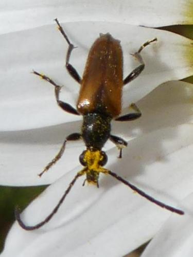 Réf. 165 631 : Pseudovadonia livida