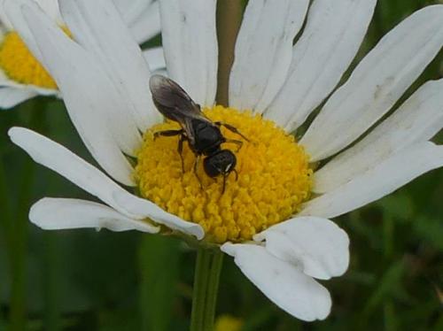 Crossocerus sp.