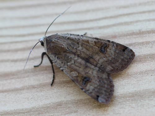 Noctua pronuba