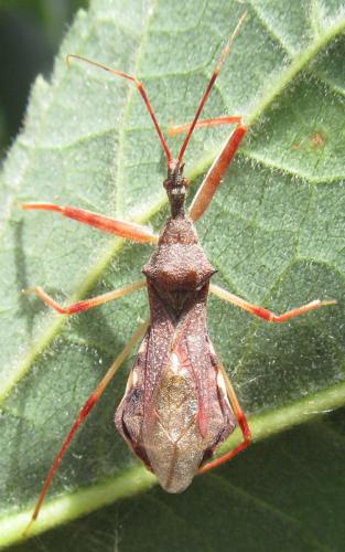 Nagusta goedelii