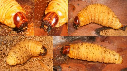 Réf. 165 745 : Rhynchophorus ferrugineus