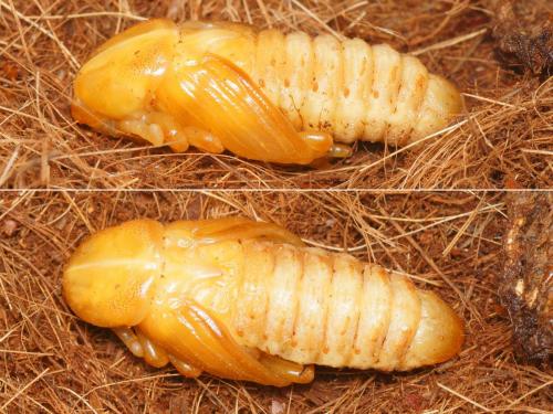 Réf. 165 747 : Rhynchophorus ferrugineus