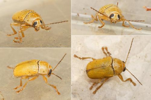 Cryptocephalus sp.