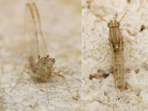 Réf. 165 462 : Cloeon dipterum