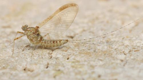 Réf. 165 461 : Cloeon dipterum