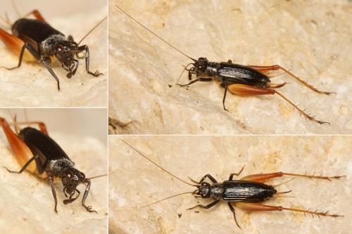 Réf. 165 401 : Trigonidium cicindeloides