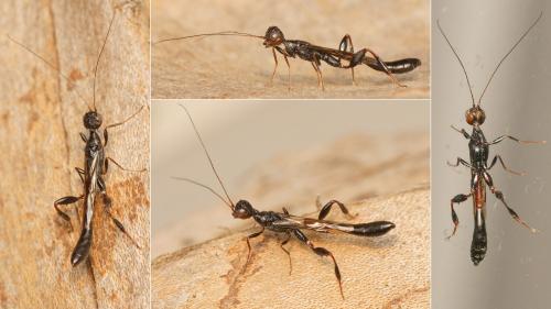Megischus anomalipes