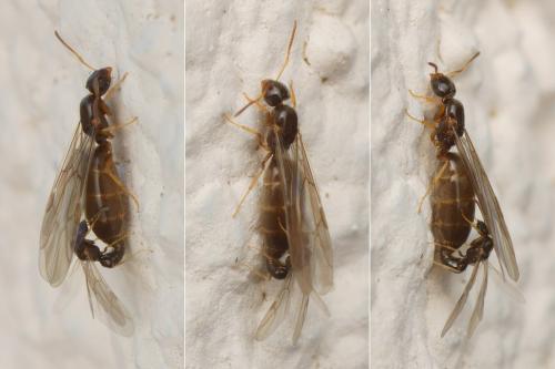 Réf. 165 693 : Plagiolepis pygmaea