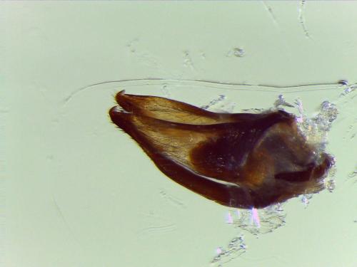 Réf. 165 457 : Nebrioporus luctuosus
