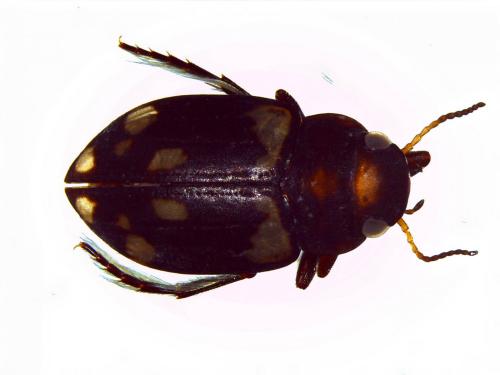 Réf. 165 455 : Nebrioporus luctuosus