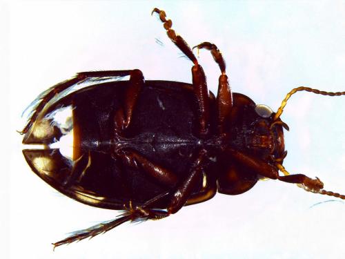 Réf. 165 456 : Nebrioporus luctuosus